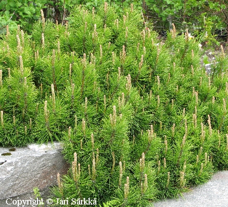 Pinus mugo, vuorimänty
